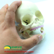 SKULL04 (12330) медицинские науки 30 недель модель черепа плода , анатомические младенческой череп модель